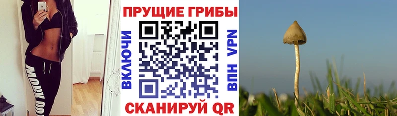 Псилоцибиновые грибы MAGIC MUSHROOMS  где купить   Карачев 